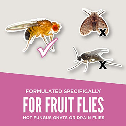 Aunt Fannie's FlyPunch Fruit Fly Trap (Single): for Indoor and Kitchen Use, Made with Plant Based Ingredients, Packaging May Vary-UPStoxs