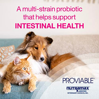 Proviable Digestive Health Supplement Multi-Strain Probiotics and Prebiotics for Cats and Dogs - With 7 Strains of Bacteria, 30 Capsules-UPStoxs