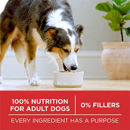 Purina ONE Dry Dog Food Lamb and Rice Formula - 31.1 lb. Bag-UPStoxs