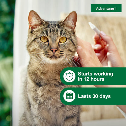Advantage II Large Cat Vet-Recommended Flea Treatment & Prevention | Cats Over 9 lbs. | 6-Month Supply-UPStoxs